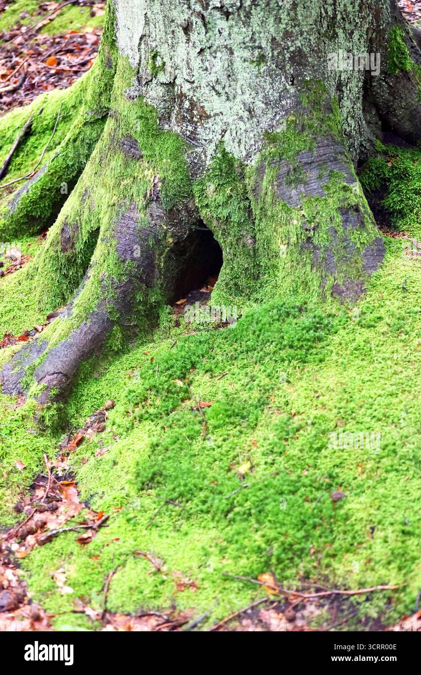 Aspetto dettagliato della base dell'albero Mossy con Hollow Foto Stock