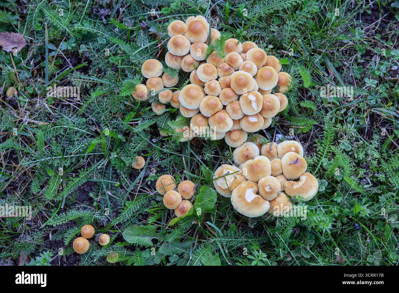 Funghi di tufo solforoso, Hypholoma fasciculare, Foto Stock