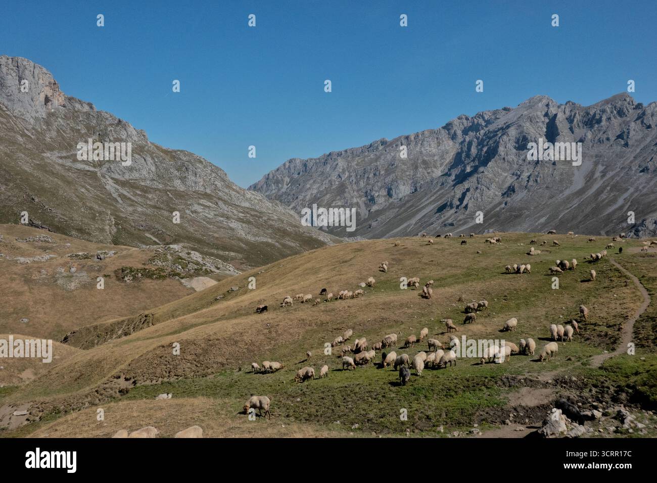 Pascolamento di pecore nel Puerto de Áliva, Parco Nazionale Picos de Europa, Cantabria, Spagna Foto Stock
