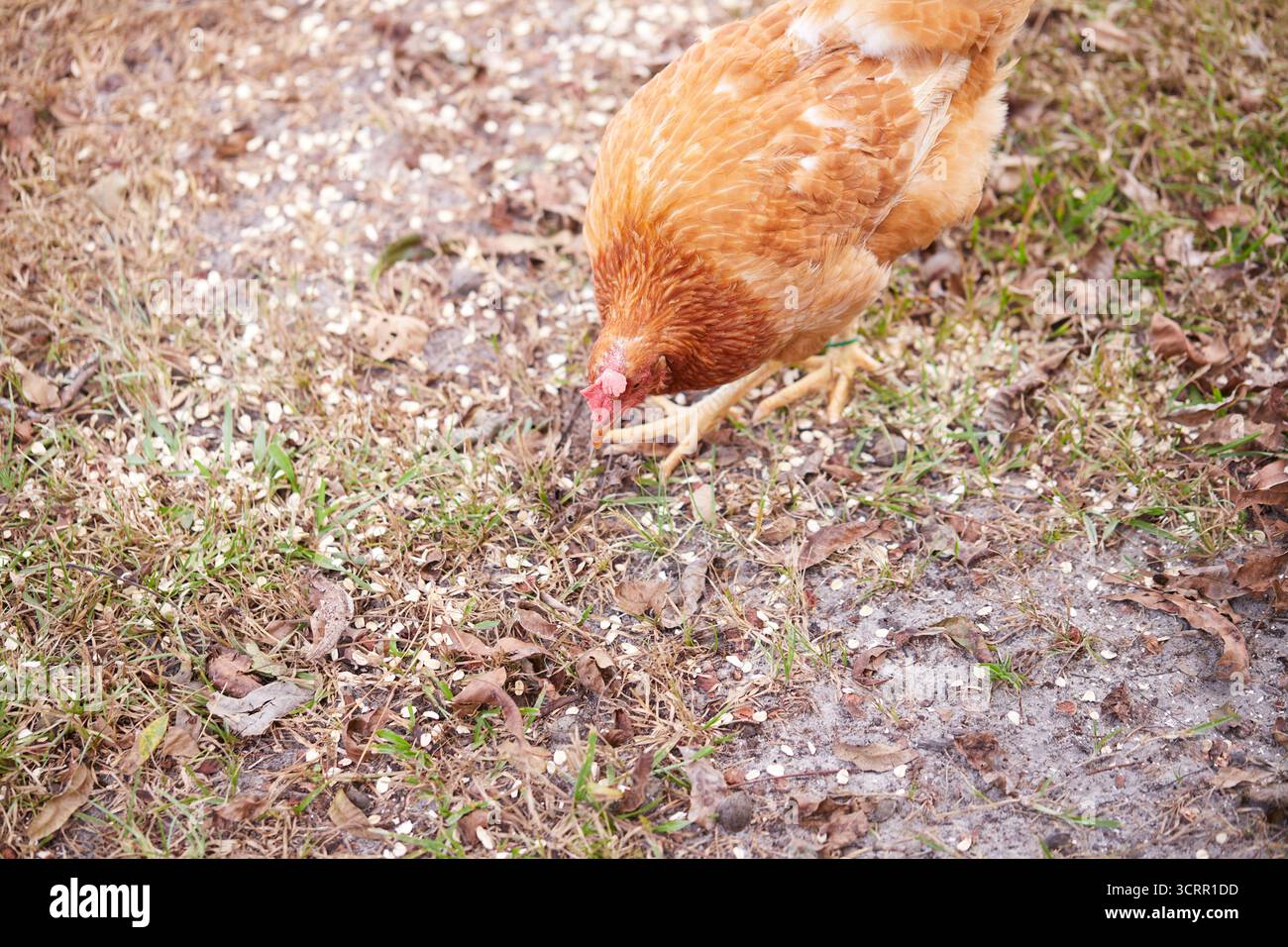 Pollo marrone chiaro che si nutre di avena arrotolata! Foto Stock