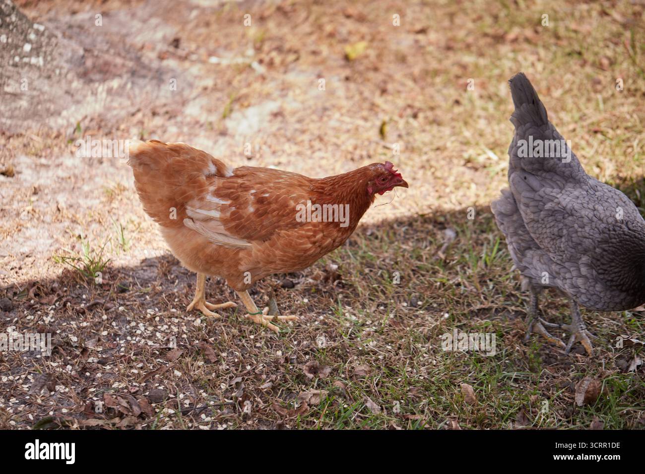 Pollo marrone chiaro che si nutre di avena arrotolata! Foto Stock