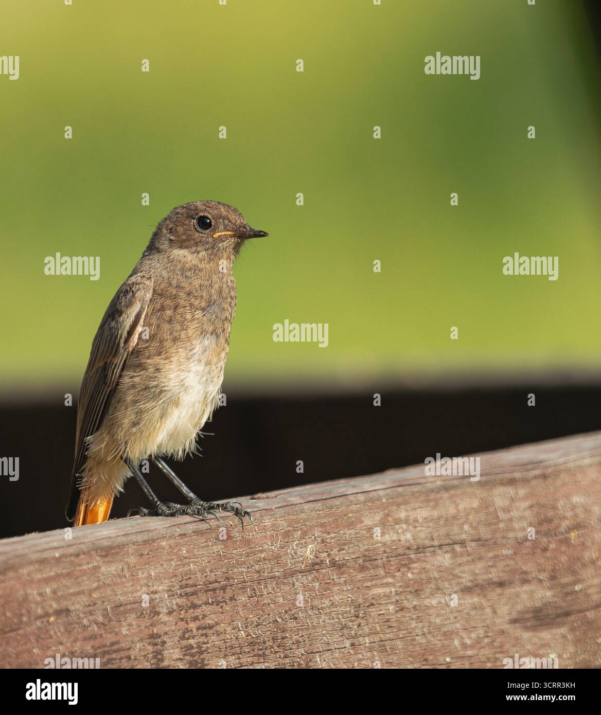 Giovane rodina comune (Phoenicurus phoenicurus), arroccato su una lastra di legno, con la luce del tramonto Foto Stock