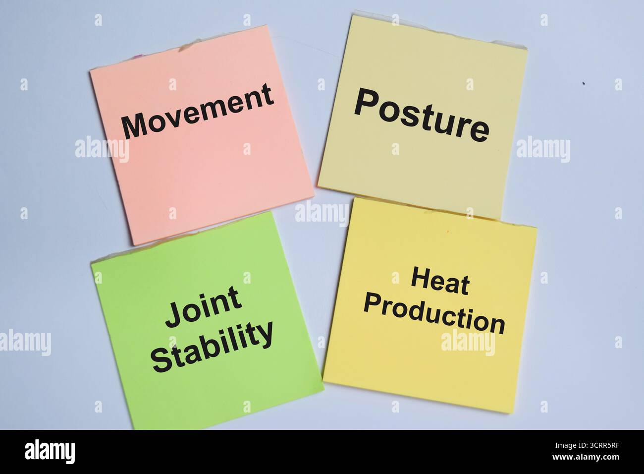 Concetto di 4 sistemi muscolari per funzioni di contrazione muscolare. Movimento, postura, produzione di calore e stabilità delle articolazioni scrivere su note adesive isolate Foto Stock