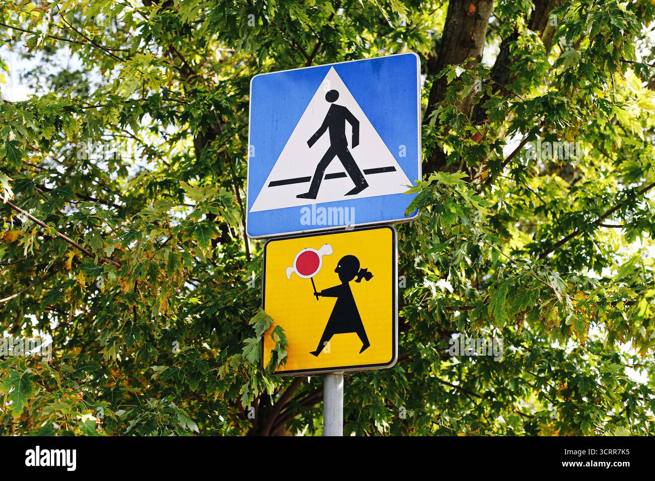 Segnale stradale per l'attraversamento pedonale. Simbolo di sicurezza stradale con alberi e luce solare sullo sfondo. Segnaletica stradale che avverte i conducenti di cedere per i pedoni. Foto Stock