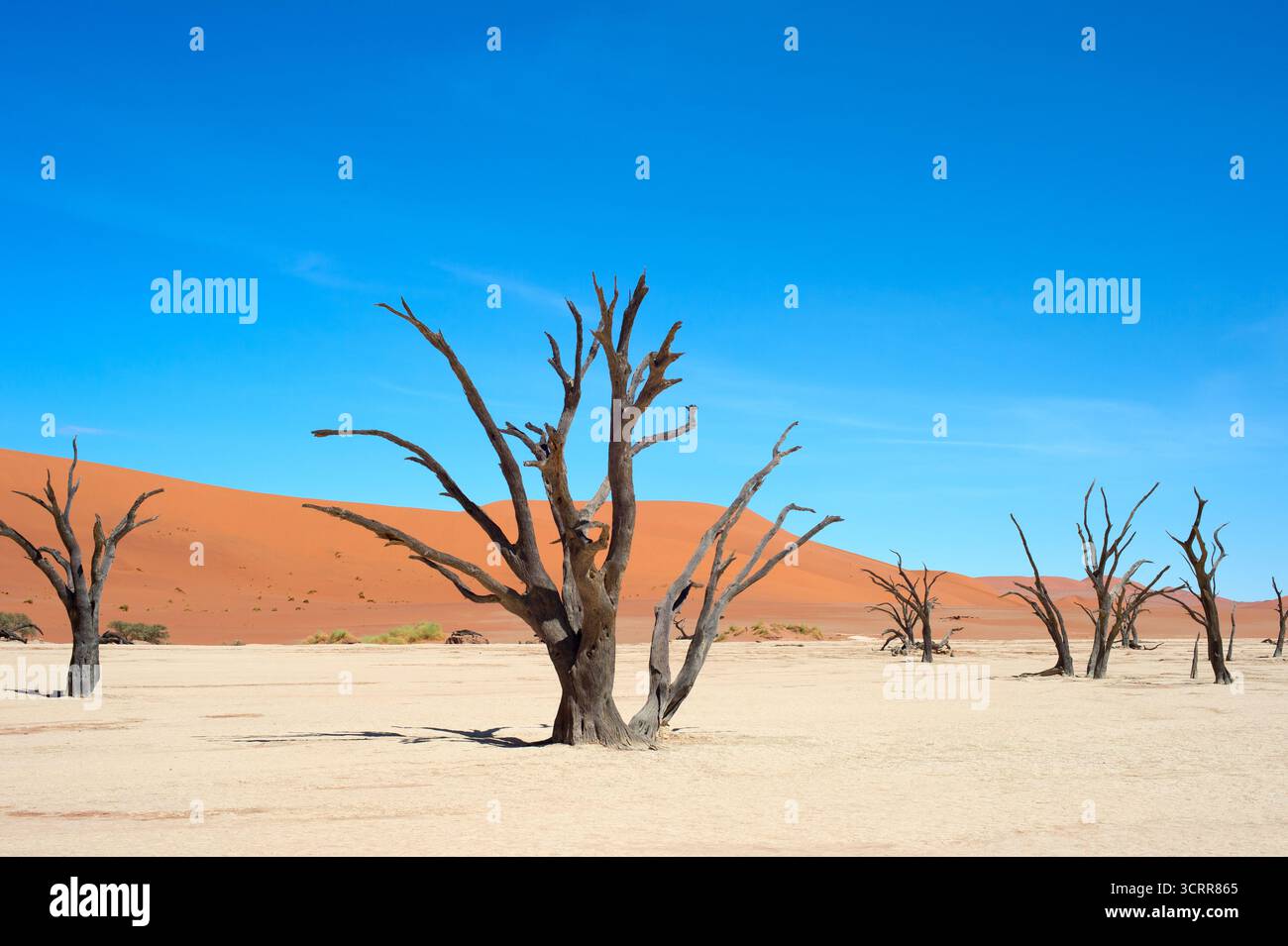 Alberi secolari a Deadvlei, Parco Nazionale del Namib, Sossusvlei, Namibia Foto Stock