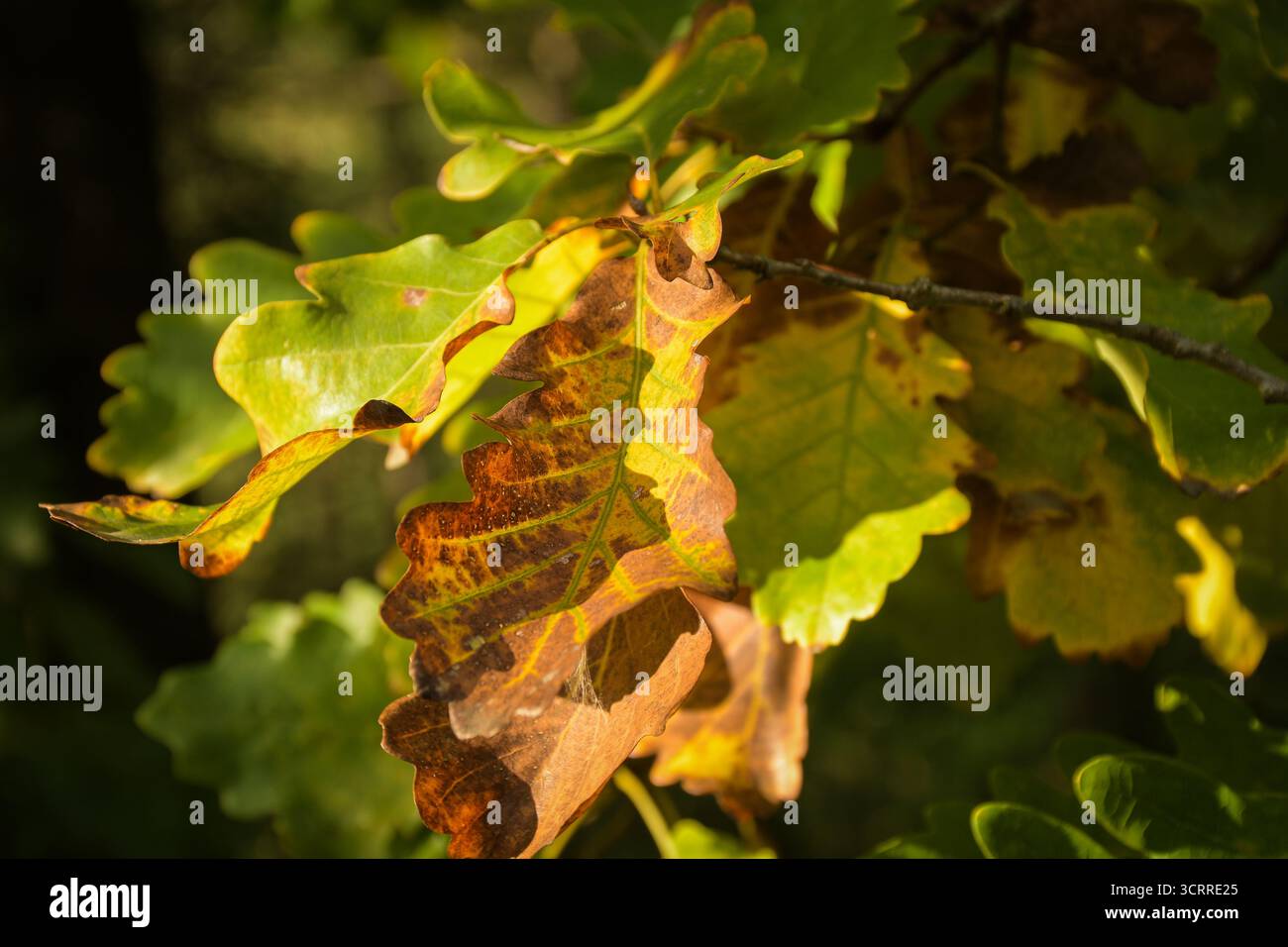 Foglie di quercia colorate che passano nelle tonalità autunnali. I toni verde, giallo e marrone alla luce calda del sole evidenziano la bellezza stagionale della natura. Foto Stock