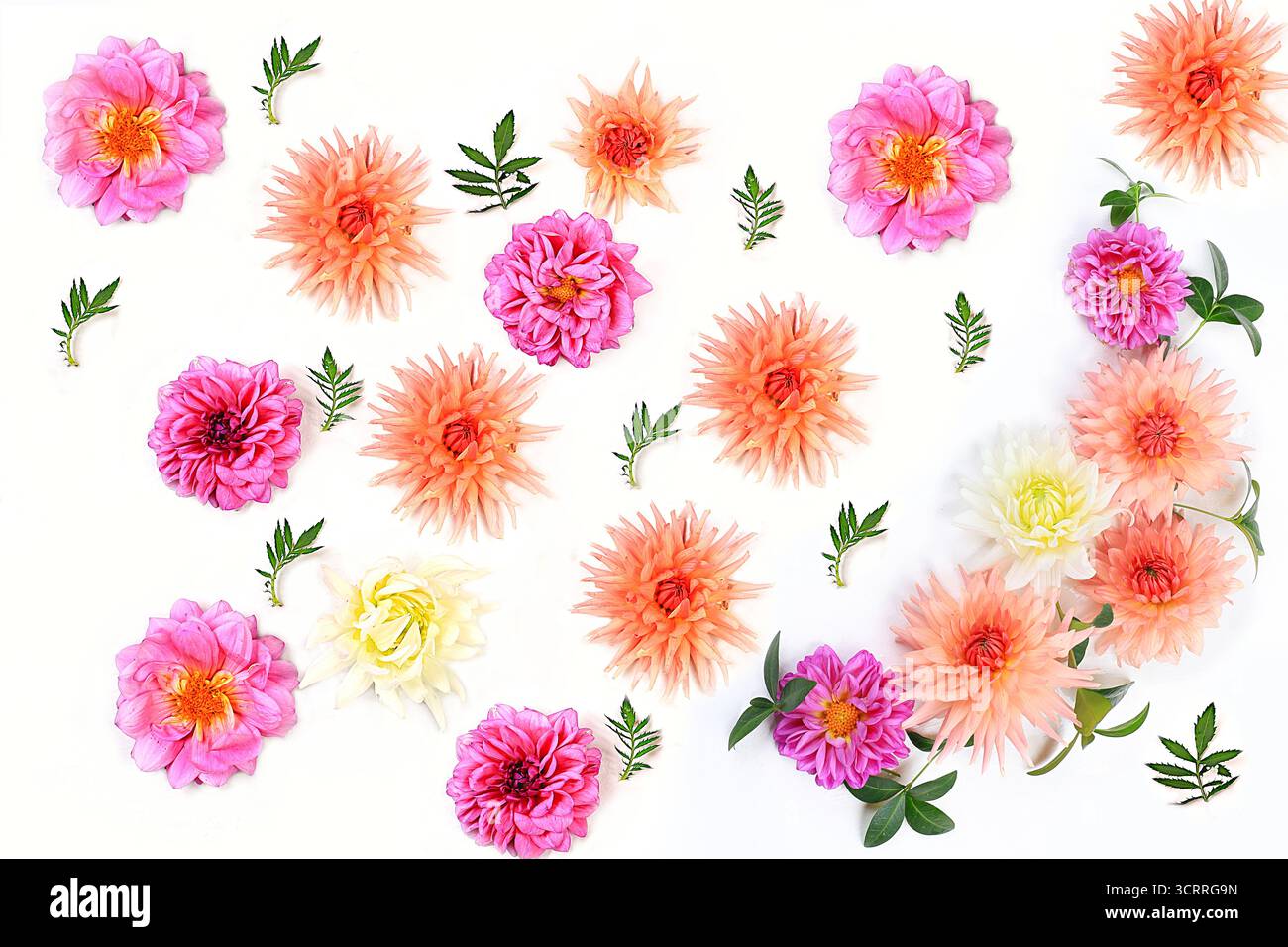 Allestimento floreale autunnale con fiori dahlia, sfondo piatto astratto, concetto minimale per le vacanze, il Ringraziamento. Biglietto per la festa della mamma, buon compleanno, Foto Stock