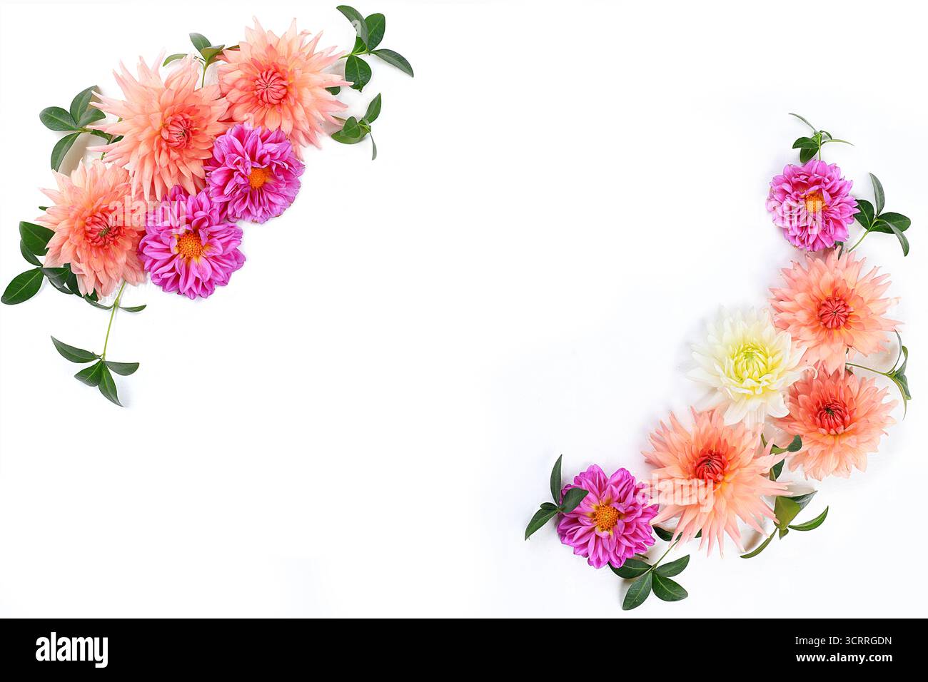 Allestimento floreale autunnale con fiori dahlia, sfondo piatto astratto, concetto minimale per le vacanze, il Ringraziamento. Biglietto per la festa della mamma, buon compleanno, Foto Stock