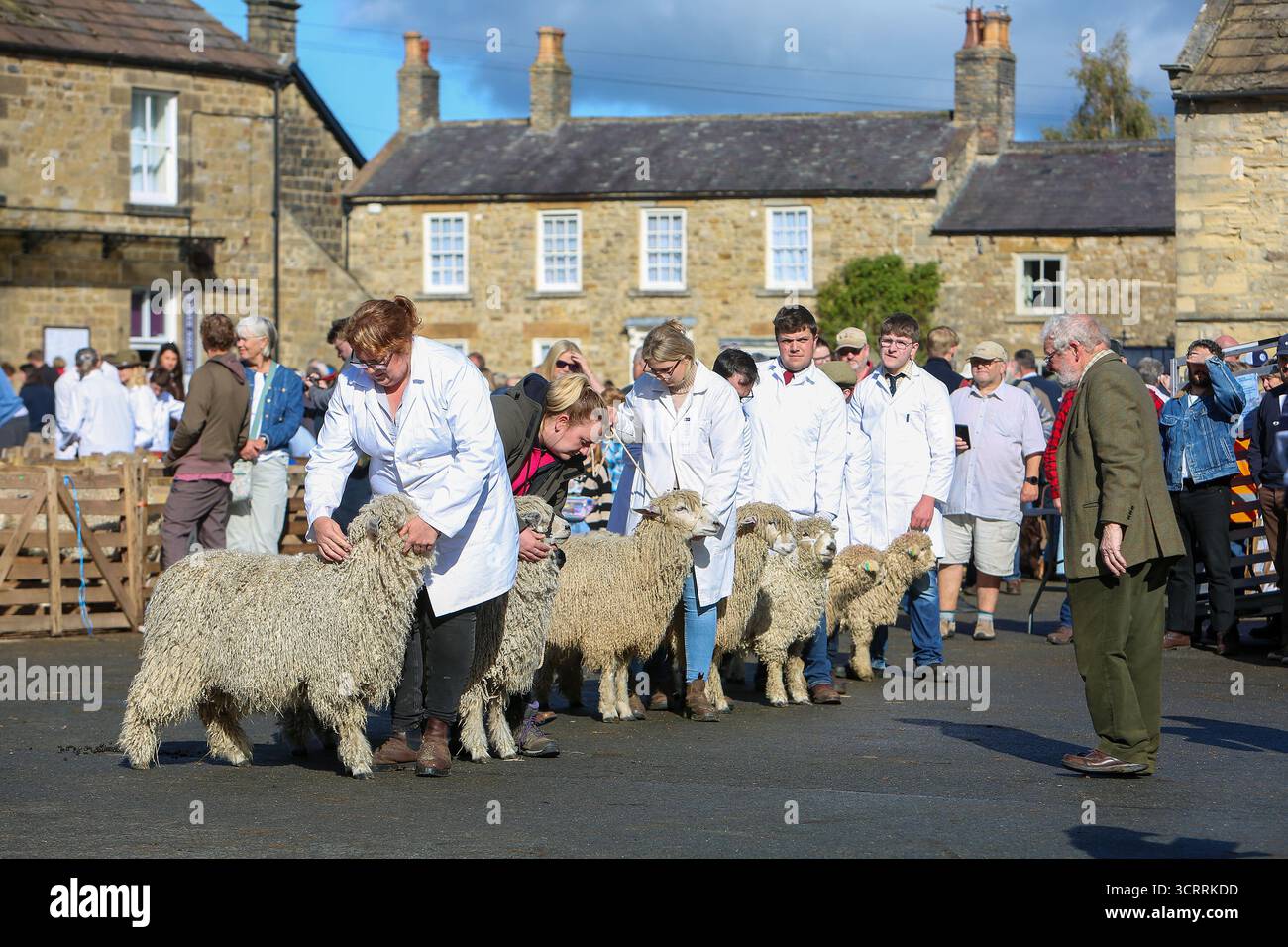 40th Masham Sheep Fair 2025, North Yorkshire, Inghilterra, Regno Unito Foto Stock