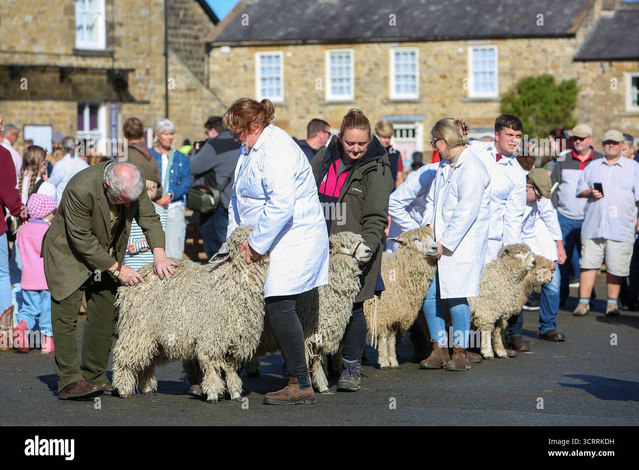 40th Masham Sheep Fair 2025, North Yorkshire, Inghilterra, Regno Unito Foto Stock
