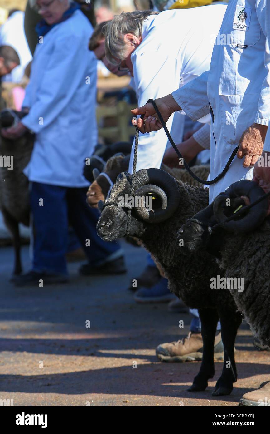 40th Masham Sheep Fair 2025, North Yorkshire, Inghilterra, Regno Unito Foto Stock