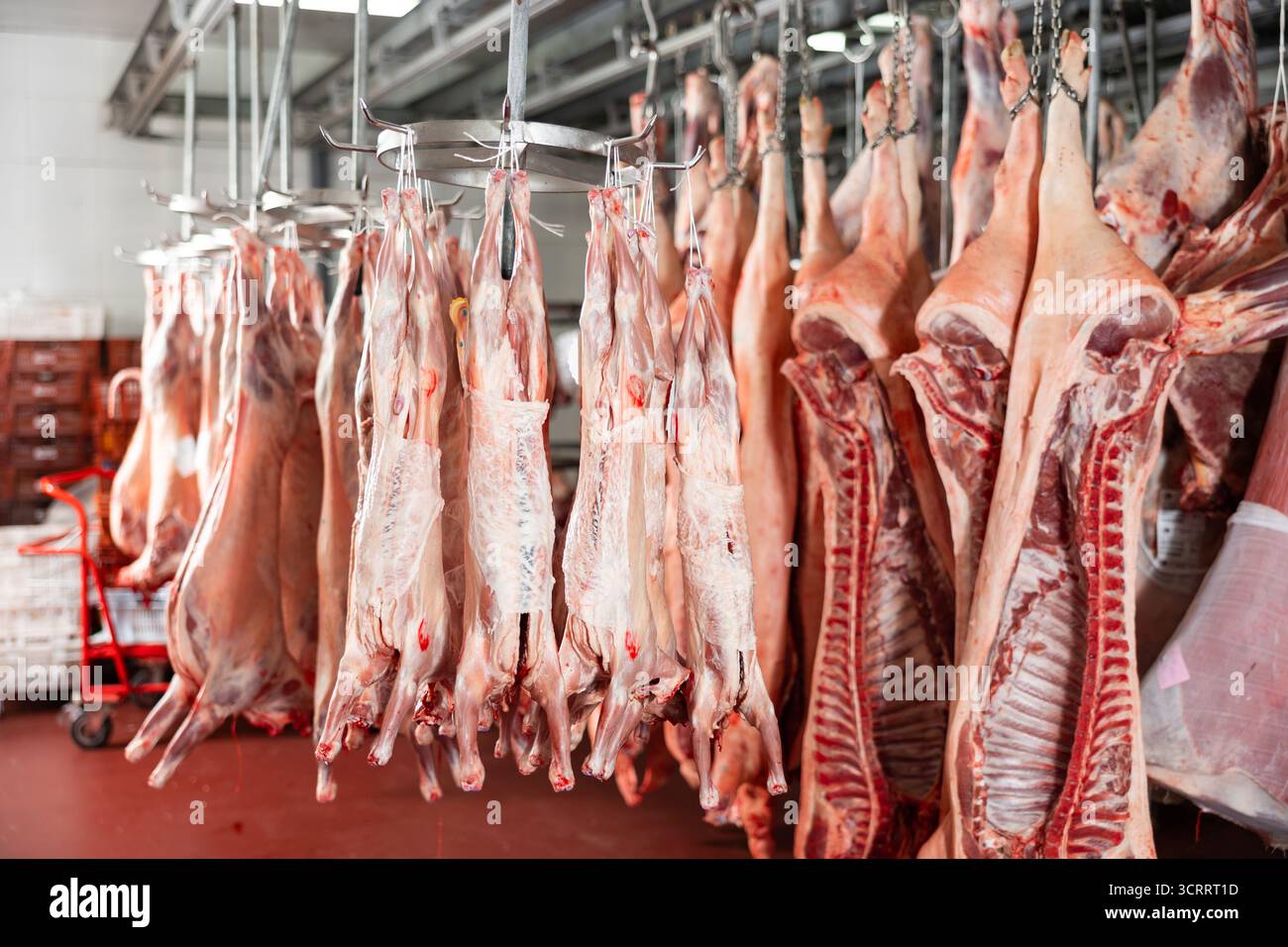 Al macello. Carcasse, carne di maiale cruda, manzo e montone, agganciate in congelatore Foto Stock