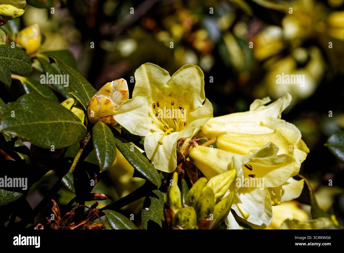 Rhododendron Carita Golden Dream: Boccioli rosa che si aprono su capriate piatte di colore giallo dorato che svaniscono fino a diventare crema in aprile e maggio. Foto Stock