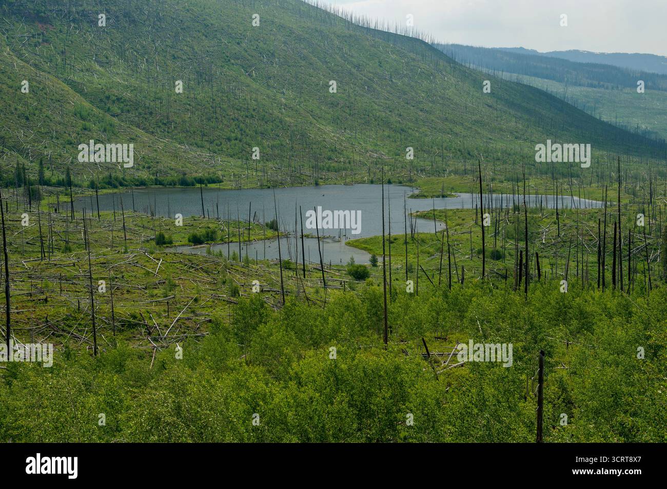 Lake of the Woods, sulle montagne Flat Tops del Colorado, nel 2017 - quindici anni dopo l'incendio di Big Fish devastò l'area. Foto Stock