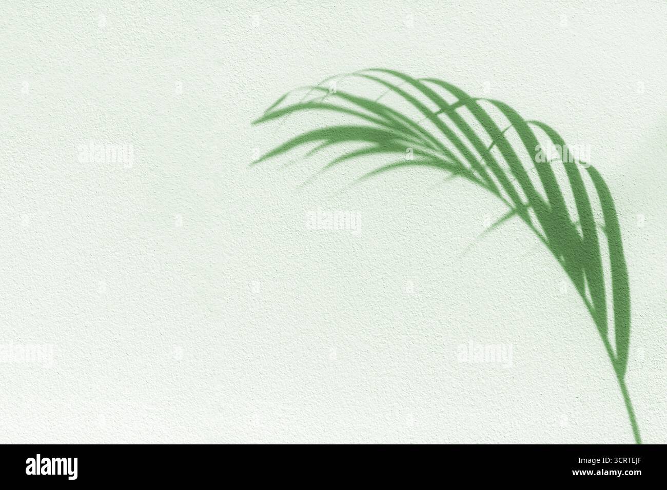 Sfondo bianco testurizzato con ombra di foglie di palma, silhouette di foglie tropicali, decorazione di rami di piante, motivo floreale, fogliame, arte estate natura Foto Stock
