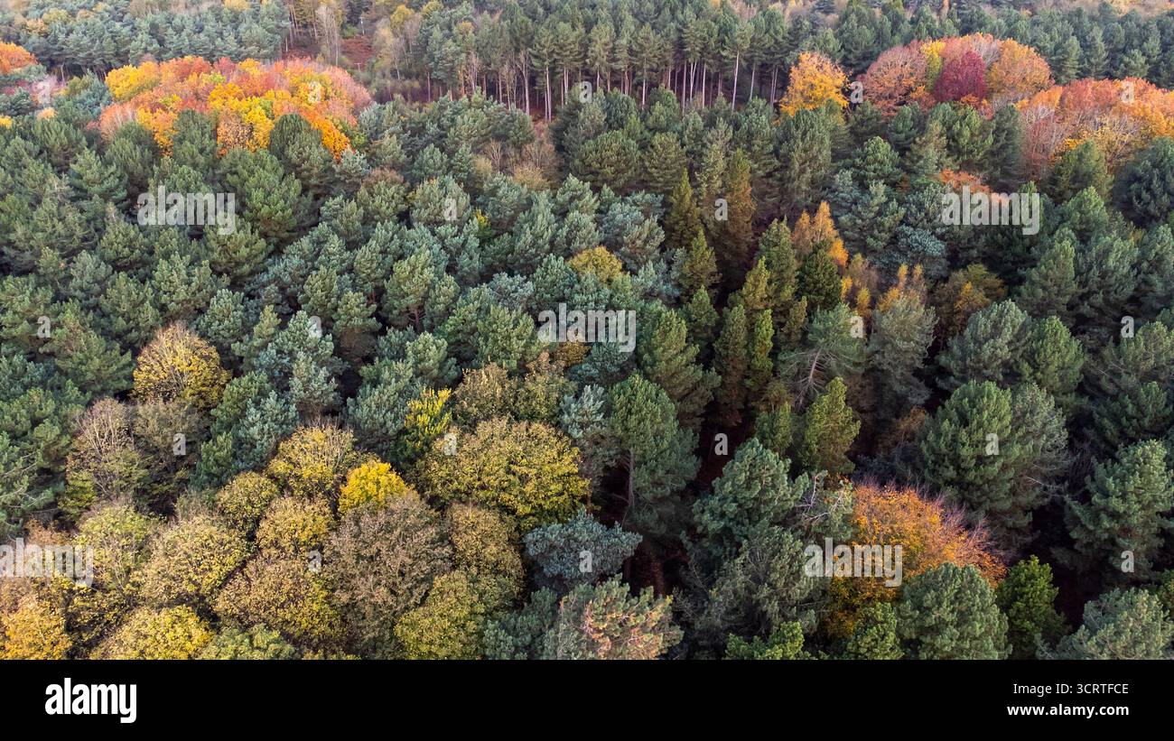 Vista aerea della fitta foresta con colori autunnali Foto Stock