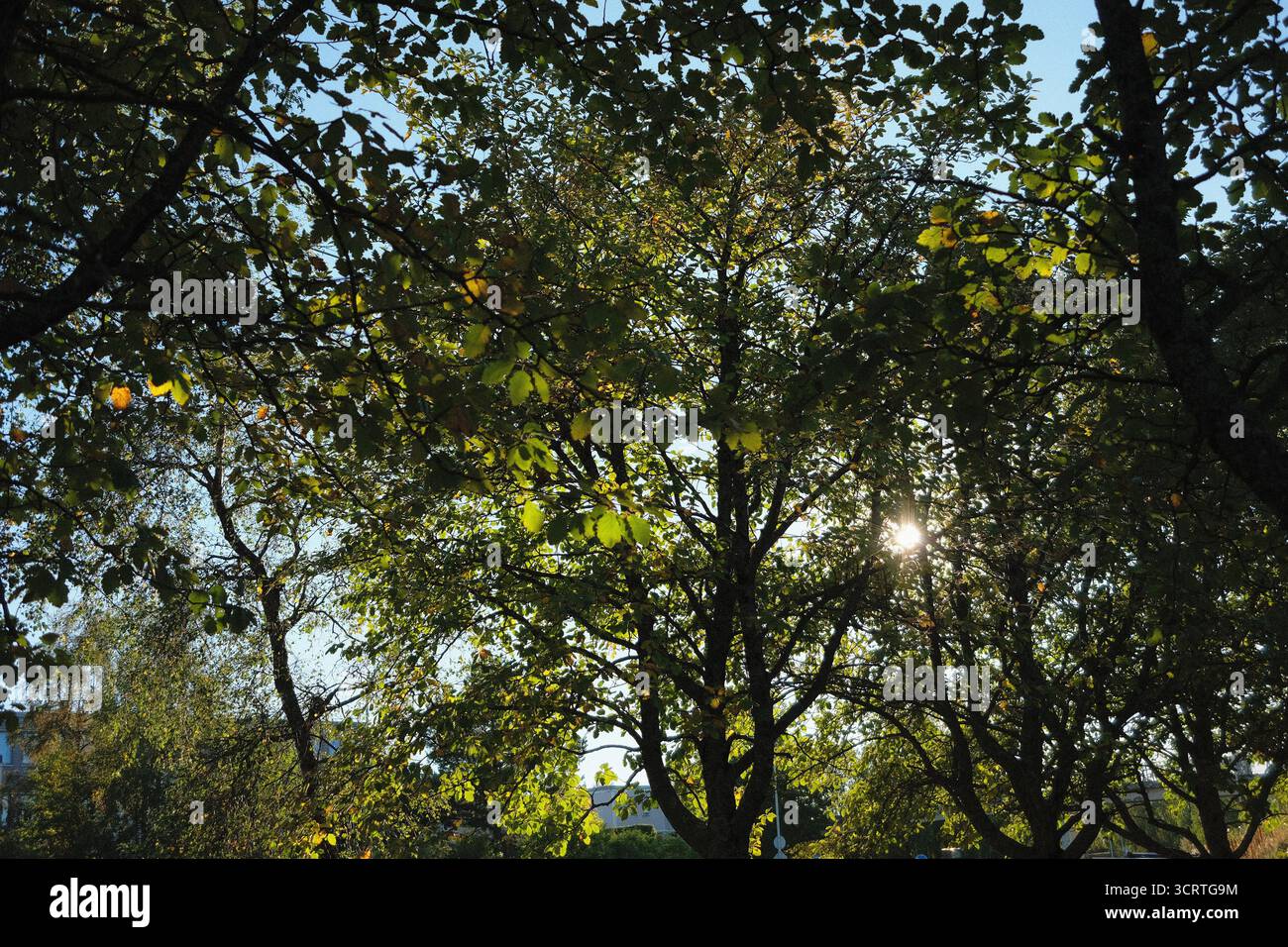 la luce del sole autunnale è visibile attraverso rami con foglie verdi e gialle in una giornata di sole Foto Stock