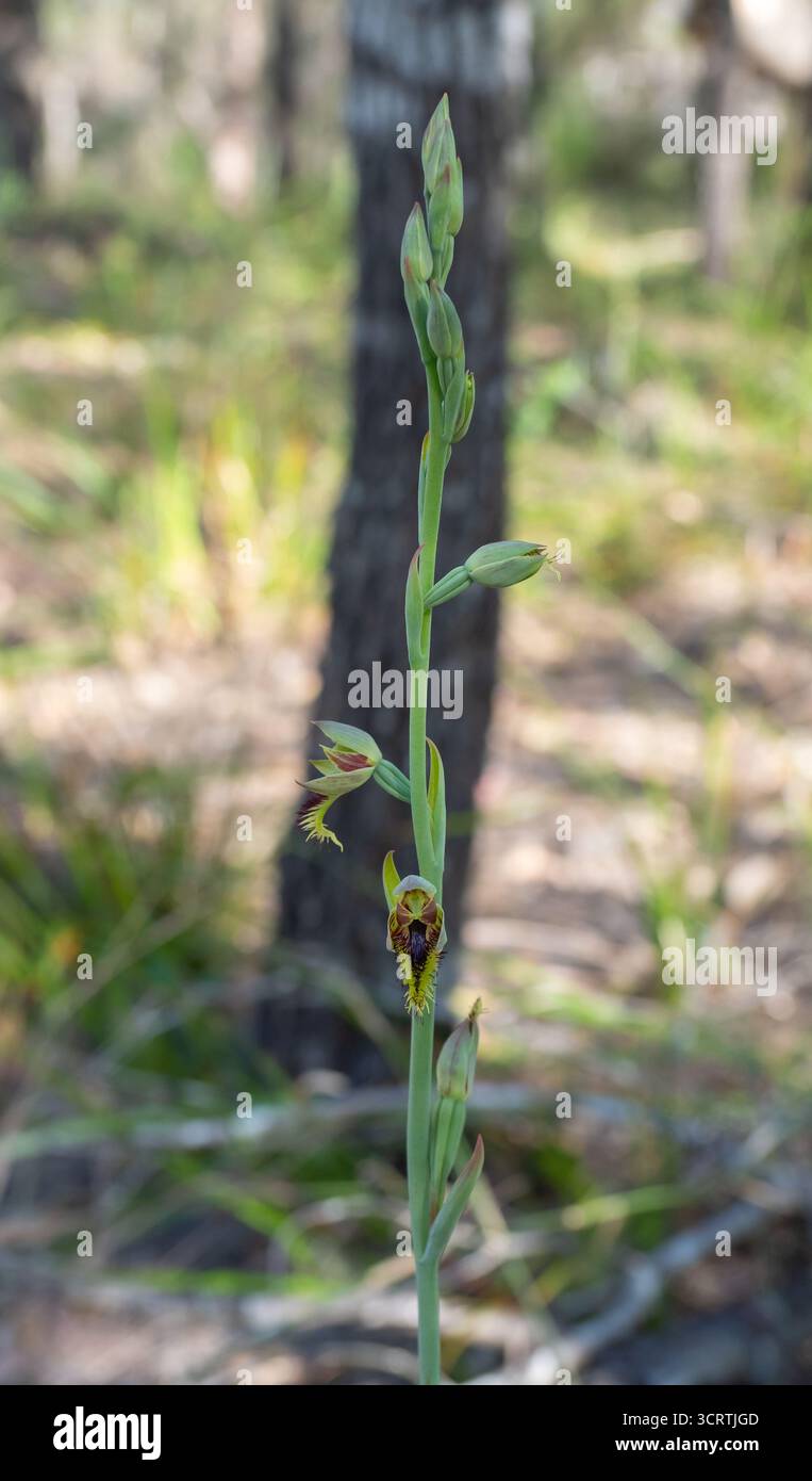 Orchidea della barba viola (Calochilus robertsonii) vista a Bobbin Head, NSW, Australia Foto Stock