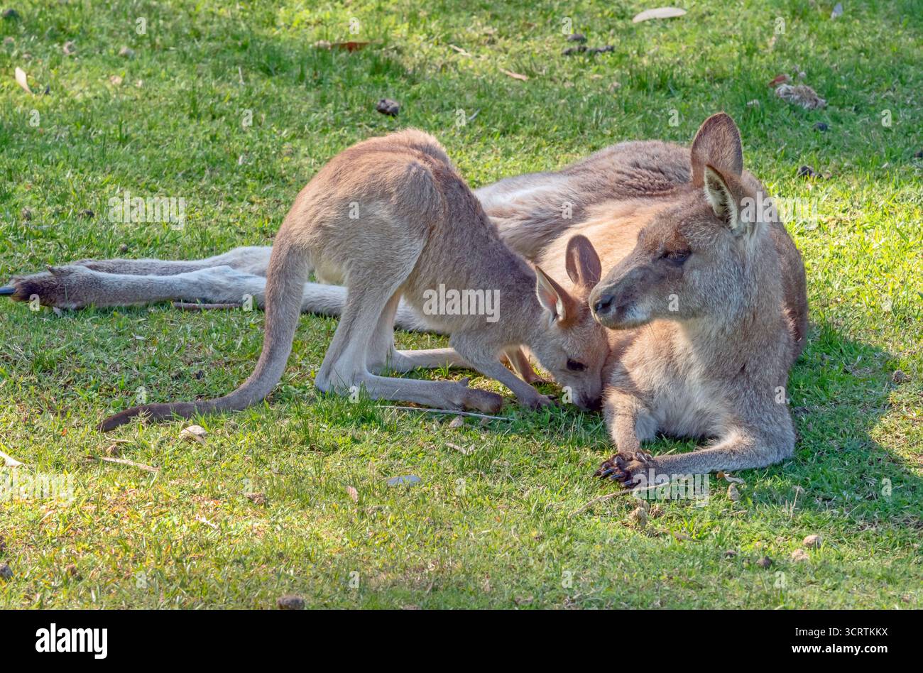 Canguri al Murramarang National Park, NSW, Australia Foto Stock