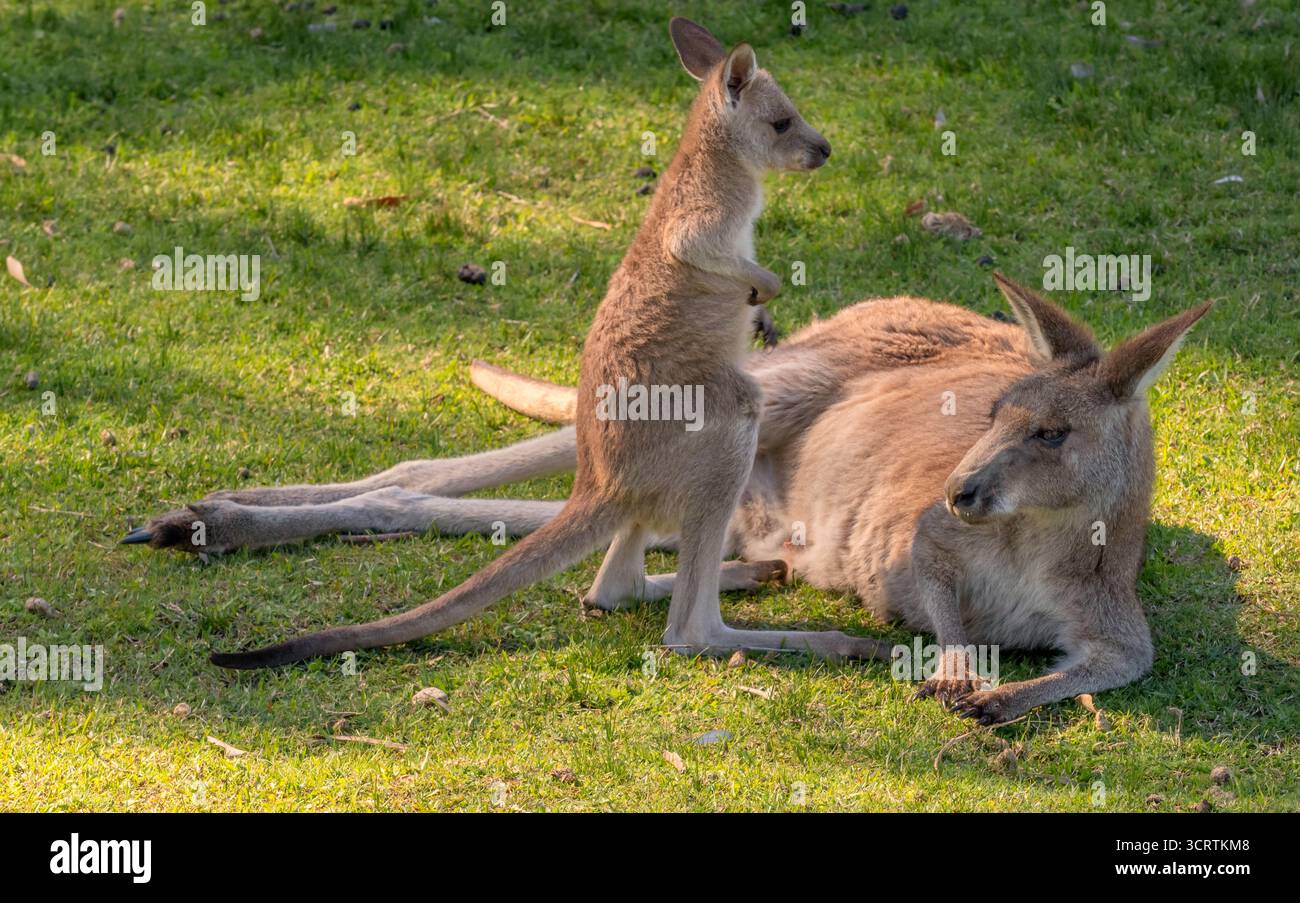 Canguri al Murramarang National Park, NSW, Australia Foto Stock
