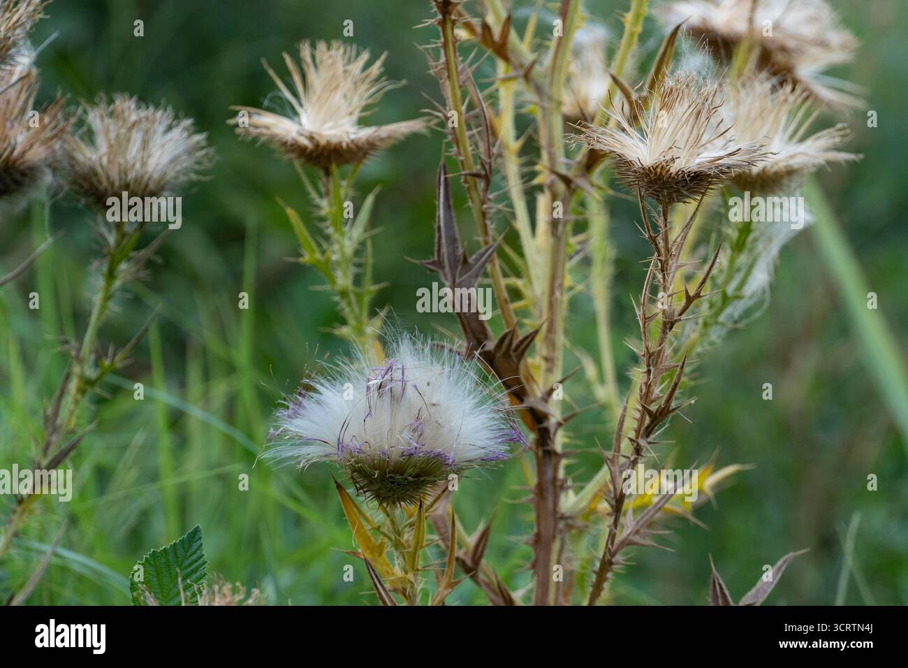 Foto macro di vibranti fiori di cardo viola con gambi verdi spioventi, che mostrano una texture dettagliata e una bellezza naturale su un morbido sfondo sfocato Foto Stock