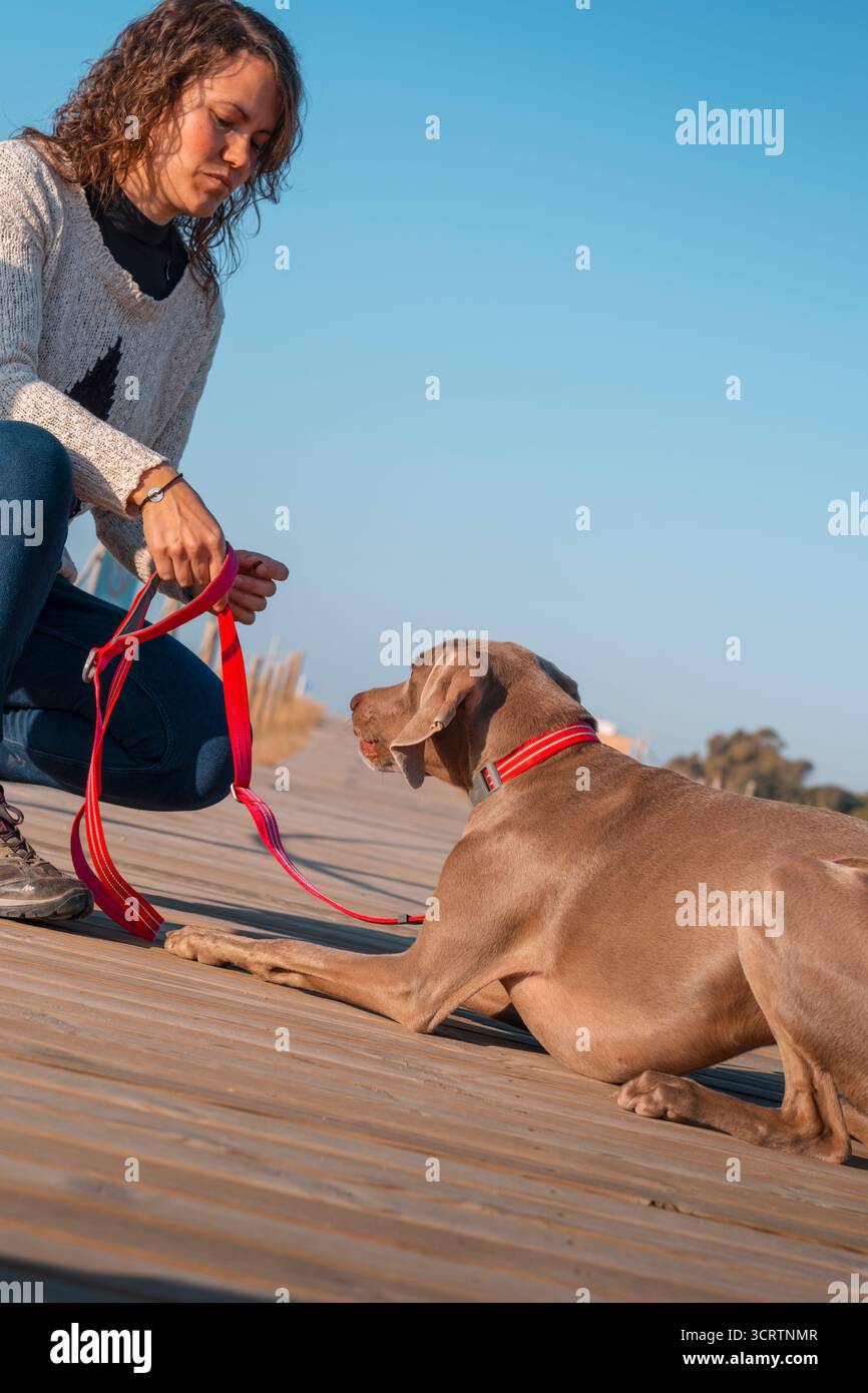 Allenatrice femminile che insegna al cane Weimaraner obbediente a sdraiarsi al guinzaglio durante la Sunny Training Session sul lungomare di legno Foto Stock