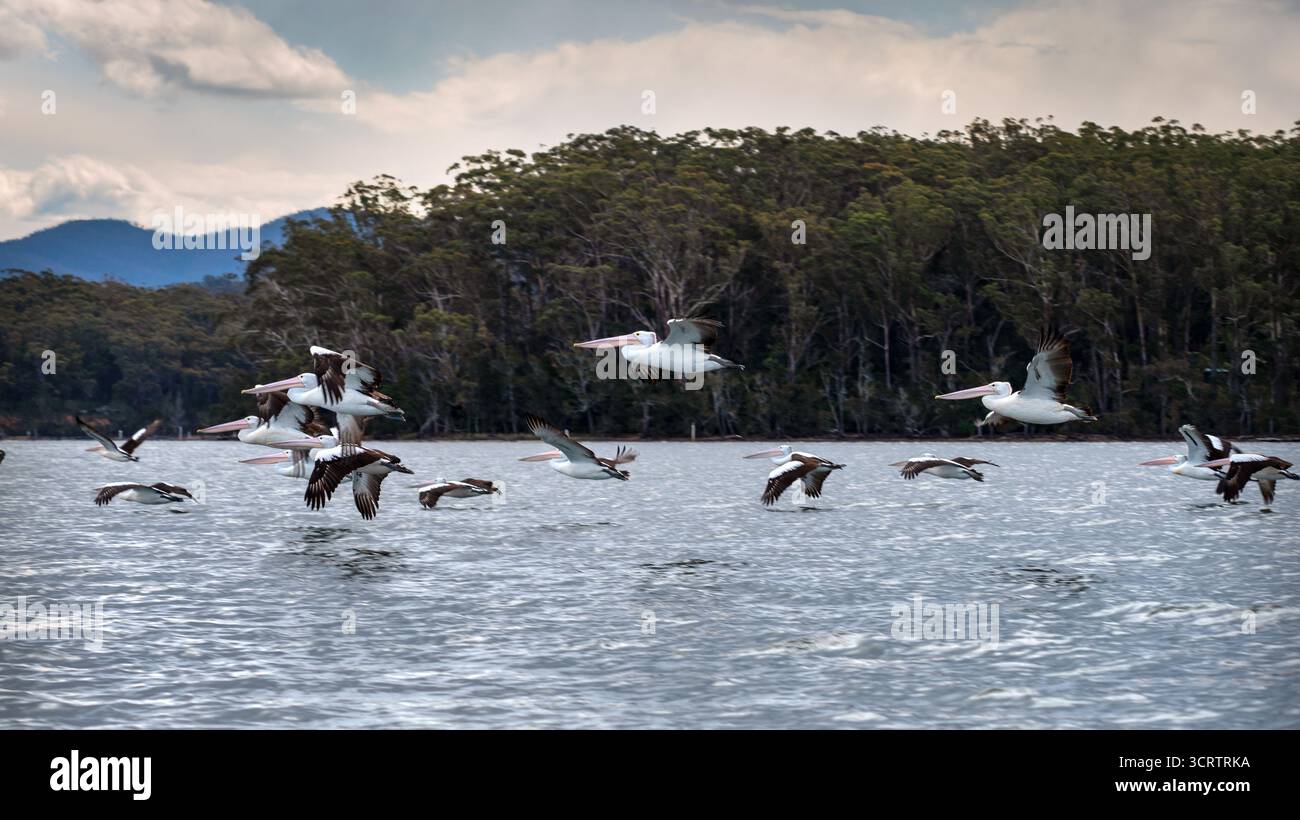 Pellicani in volo sul fiume Tuross, NSW, Australia Foto Stock
