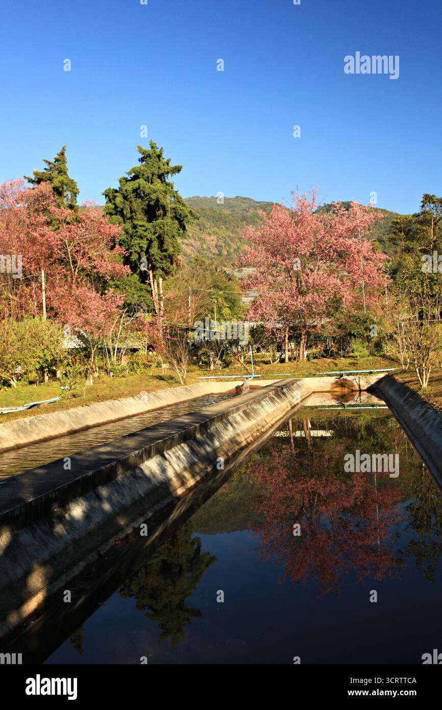 Scenario dell'allevamento di trote nell'Inthanon Royal Project Provincia di Chiang mai, Thailandia Foto Stock