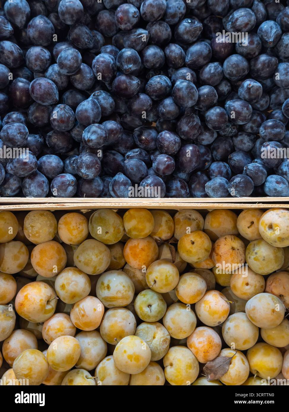 Due scatole di prugne biologiche fresche a contrasto: Quelle blu scuro sopra e quelle gialle grandi sotto. Essa mette in evidenza la diversità del raccolto stagionale autunnale e dei metodi sostenibili di agricoltura biologica. Foto Stock