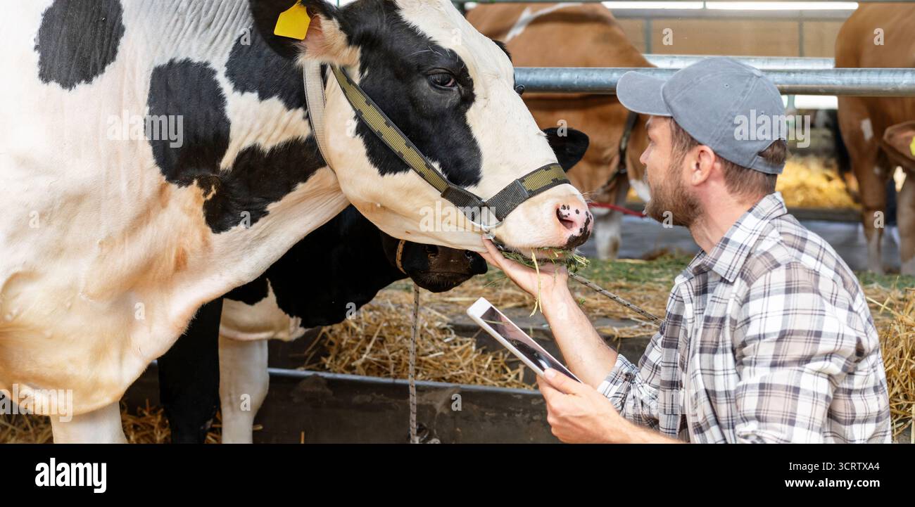 Veterinario utilizzando tablet per controllare la salute della mucca in fattoria Foto Stock