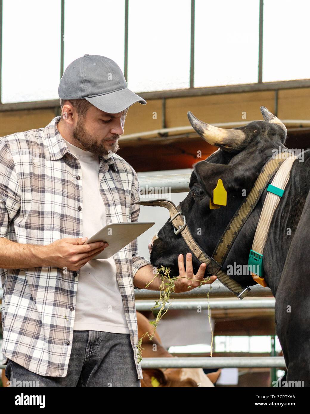 Veterinario utilizzando tablet per controllare la salute della mucca in fattoria Foto Stock