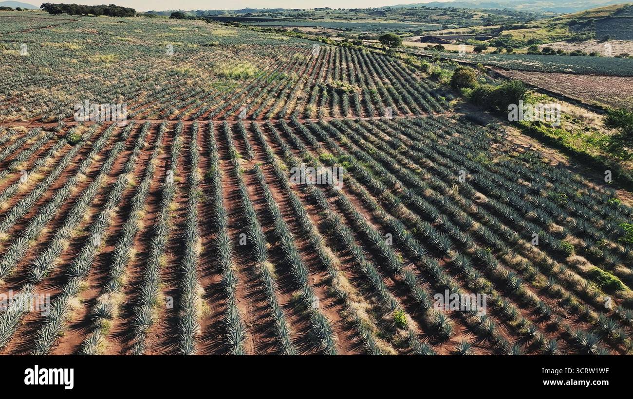 Vista aerea di file ordinati di piante di agave che si estendono attraverso il paesaggio sotto il vasto cielo, creando un affascinante arazzo di arte agricola, Tequila, Jalisco, Messico. Foto Stock