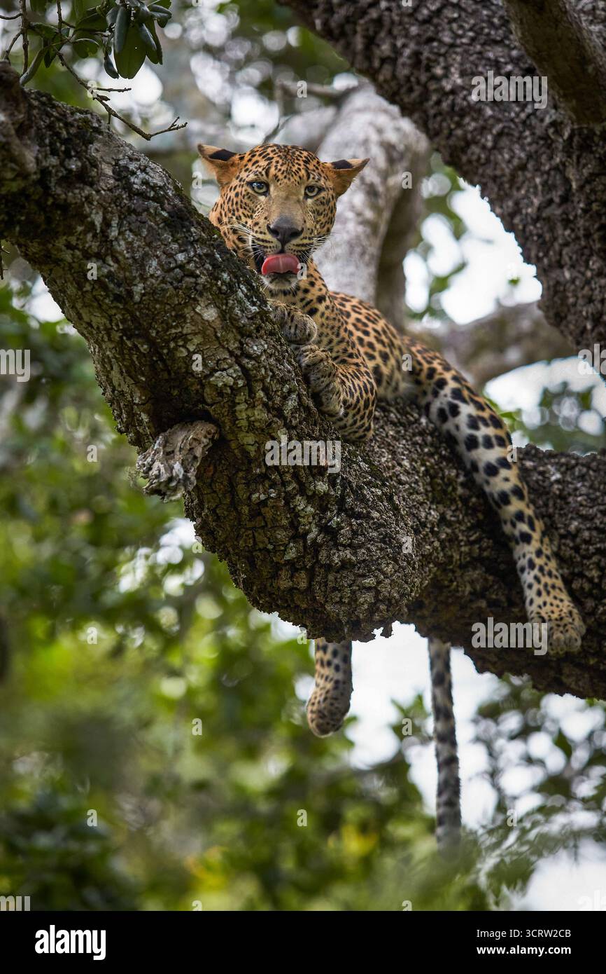 Leopardo in un albero Foto Stock