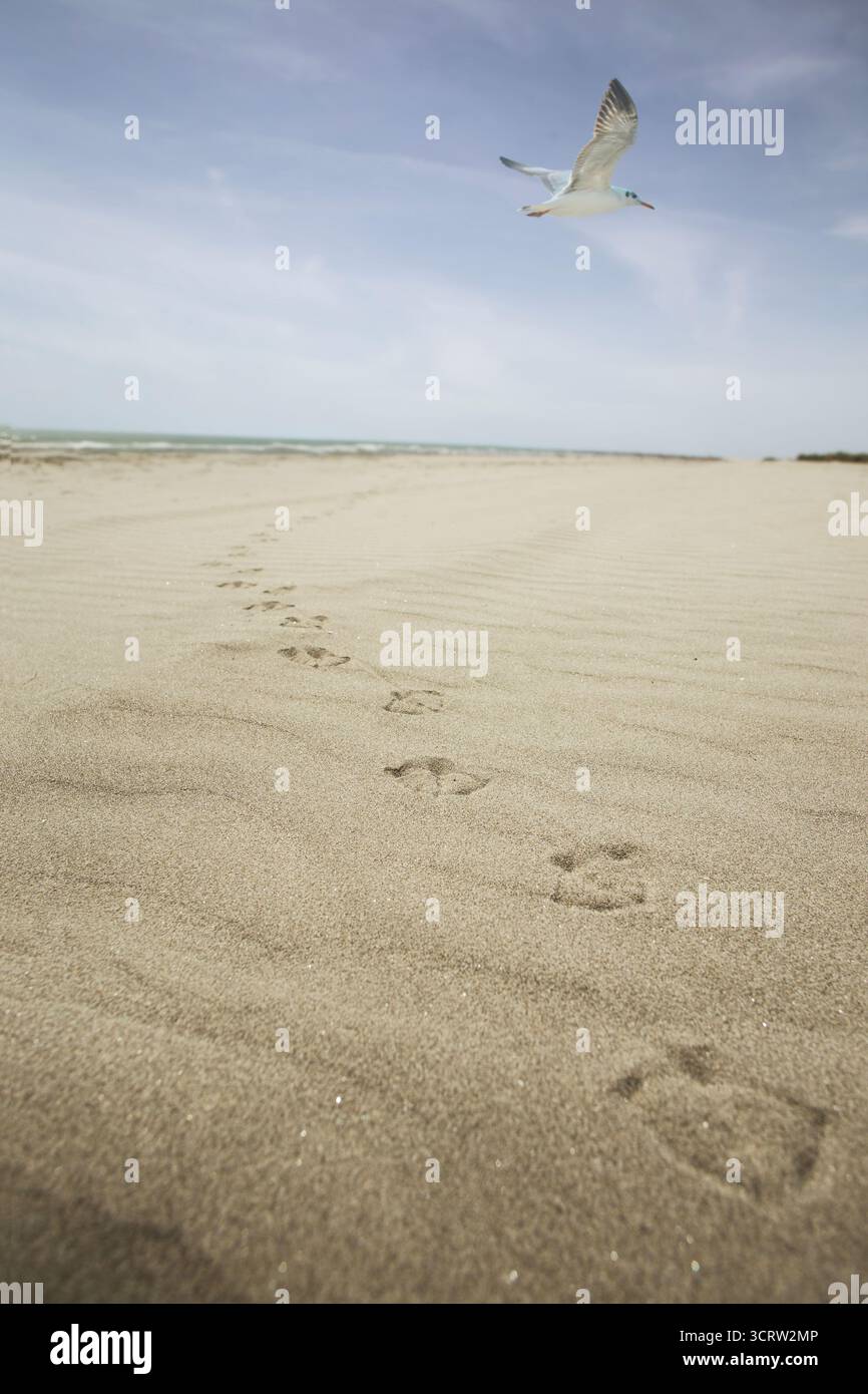 Gabbiano che vola sopra la spiaggia con impronte nella sabbia e mare sullo sfondo Foto Stock