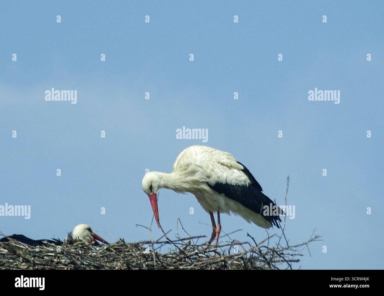 Cicogne nel nido. In Romania Foto Stock