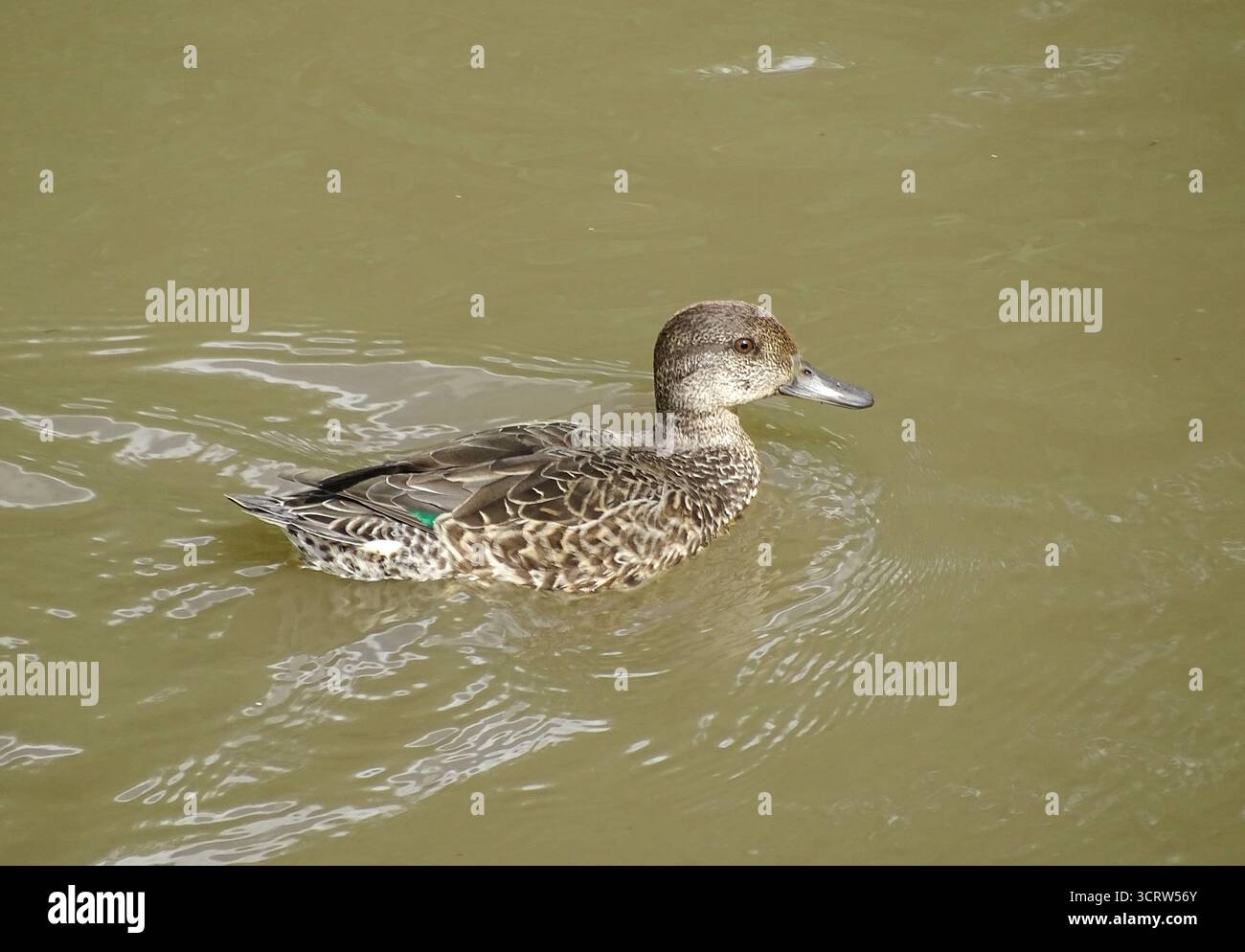 Un po' d'anatra sull'acqua in Romania Foto Stock