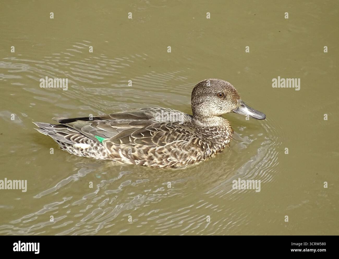 Un po' d'anatra sull'acqua in Romania Foto Stock