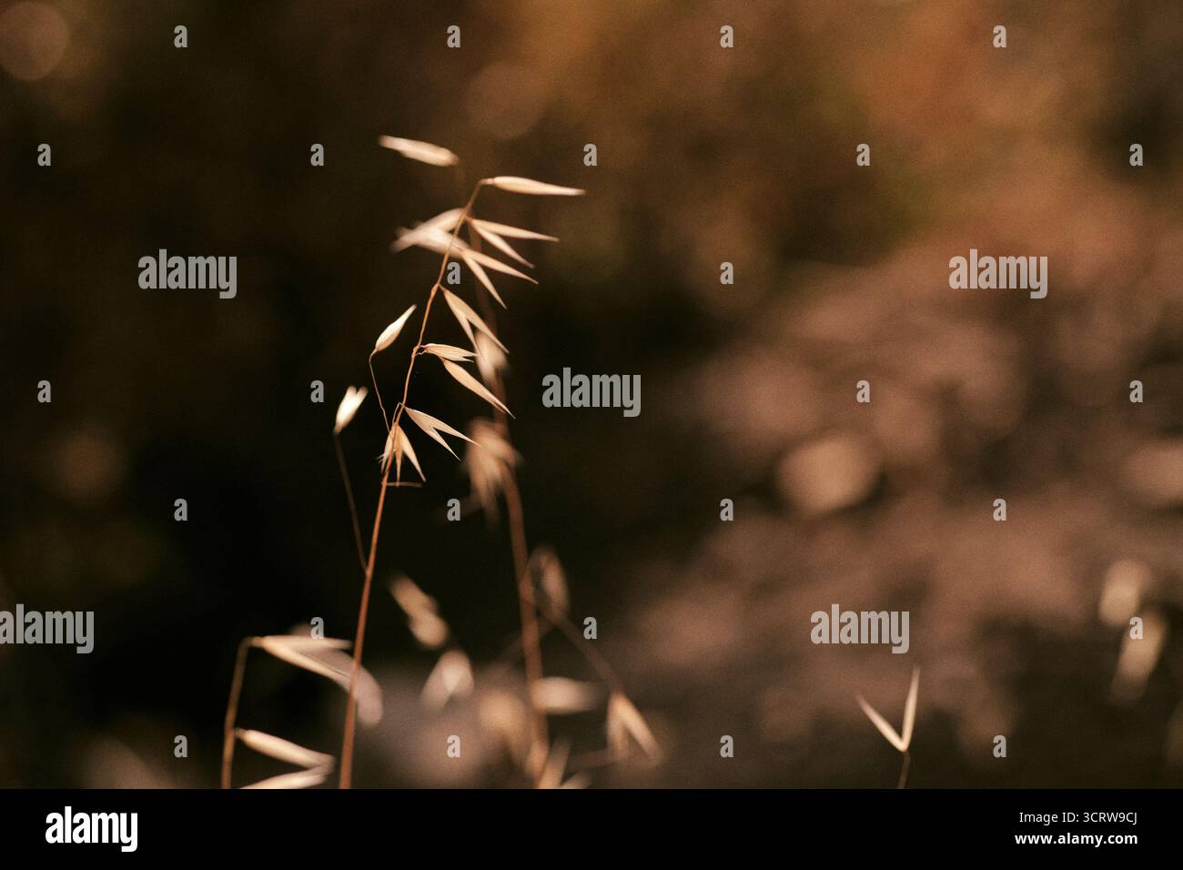 Primo piano di una pianta selvatica secca Foto Stock