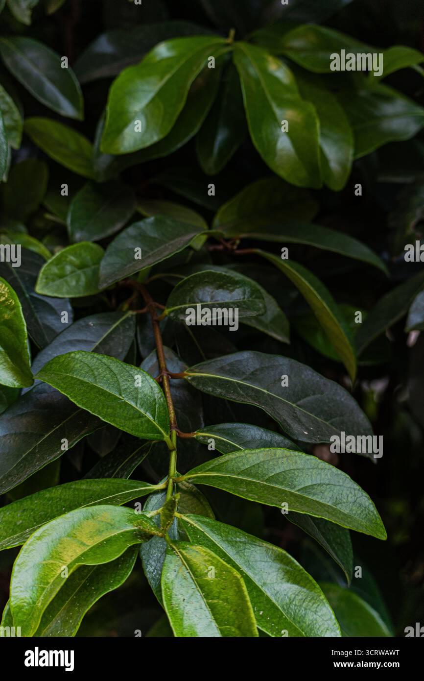 Cespuglio Evergreen con foglie come sfondo naturale Foto Stock