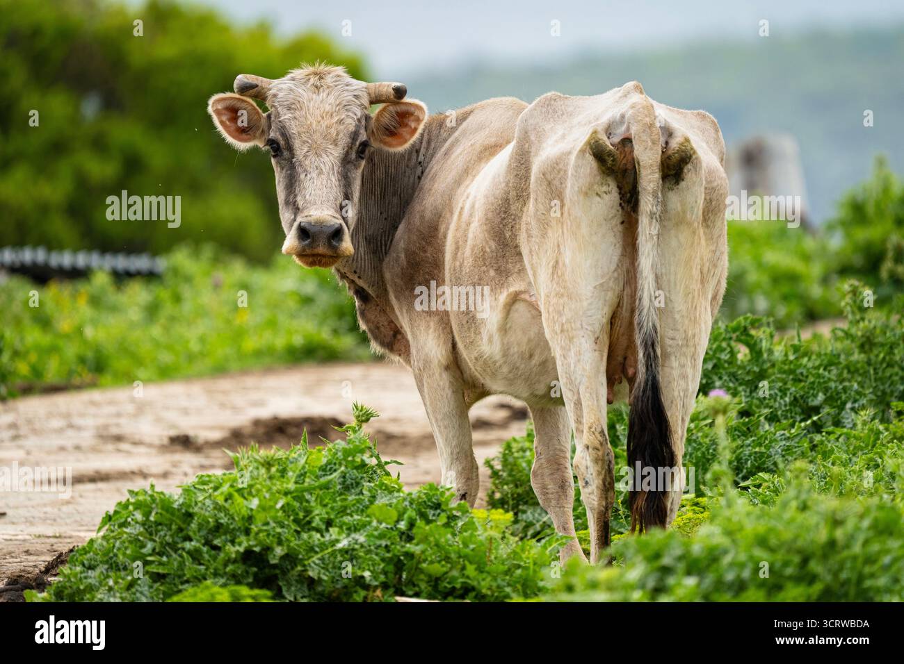 Curious Cow in the Field Foto Stock
