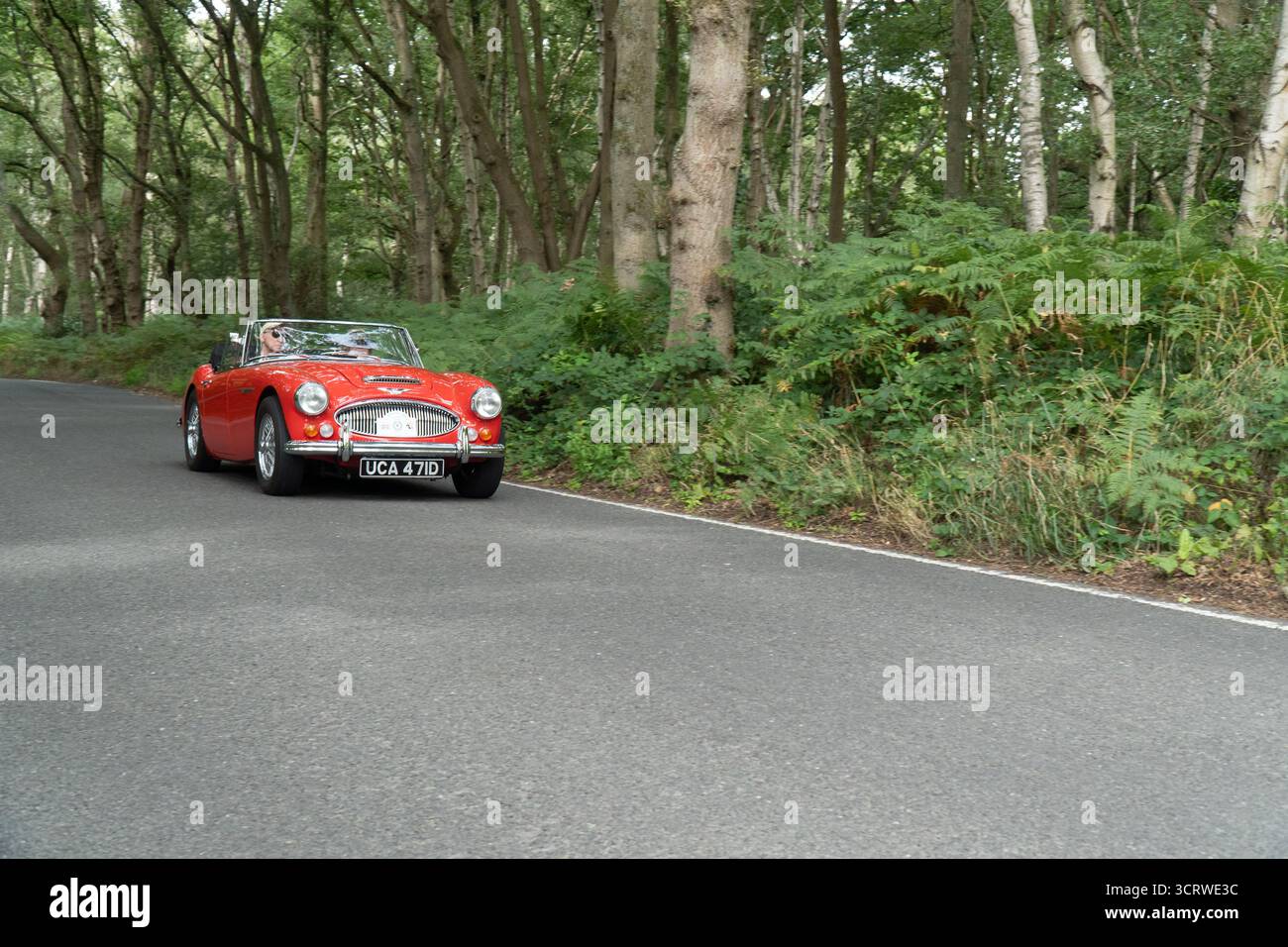 Austin Healey 3000 cabriolet British Classic Car che guida su una corsia di campagna Foto Stock