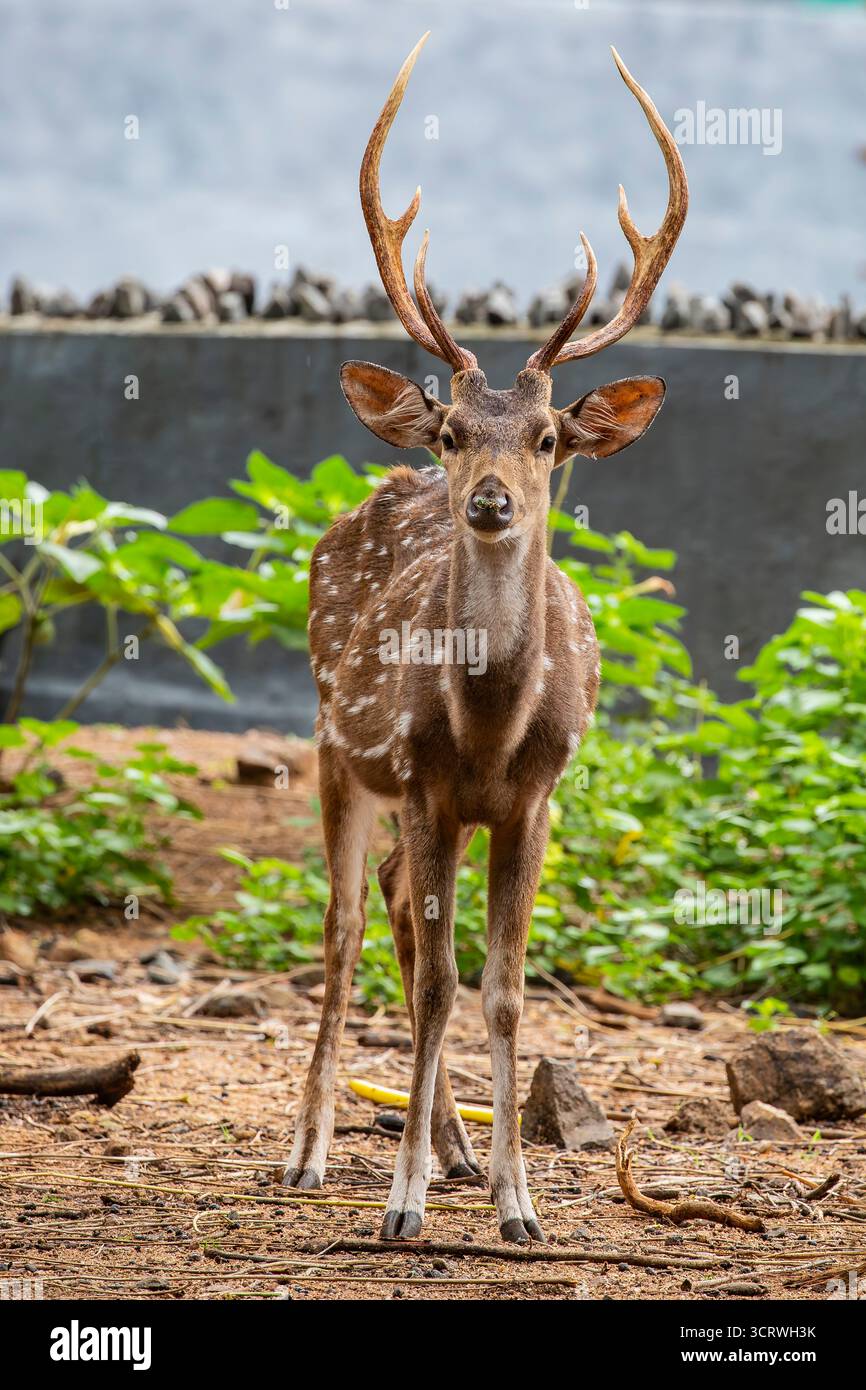Il chital è una specie di cervi originaria del subcontinente indiano. La specie è sessualmente dimorfica; i maschi sono più grandi delle femmine, e antle Foto Stock