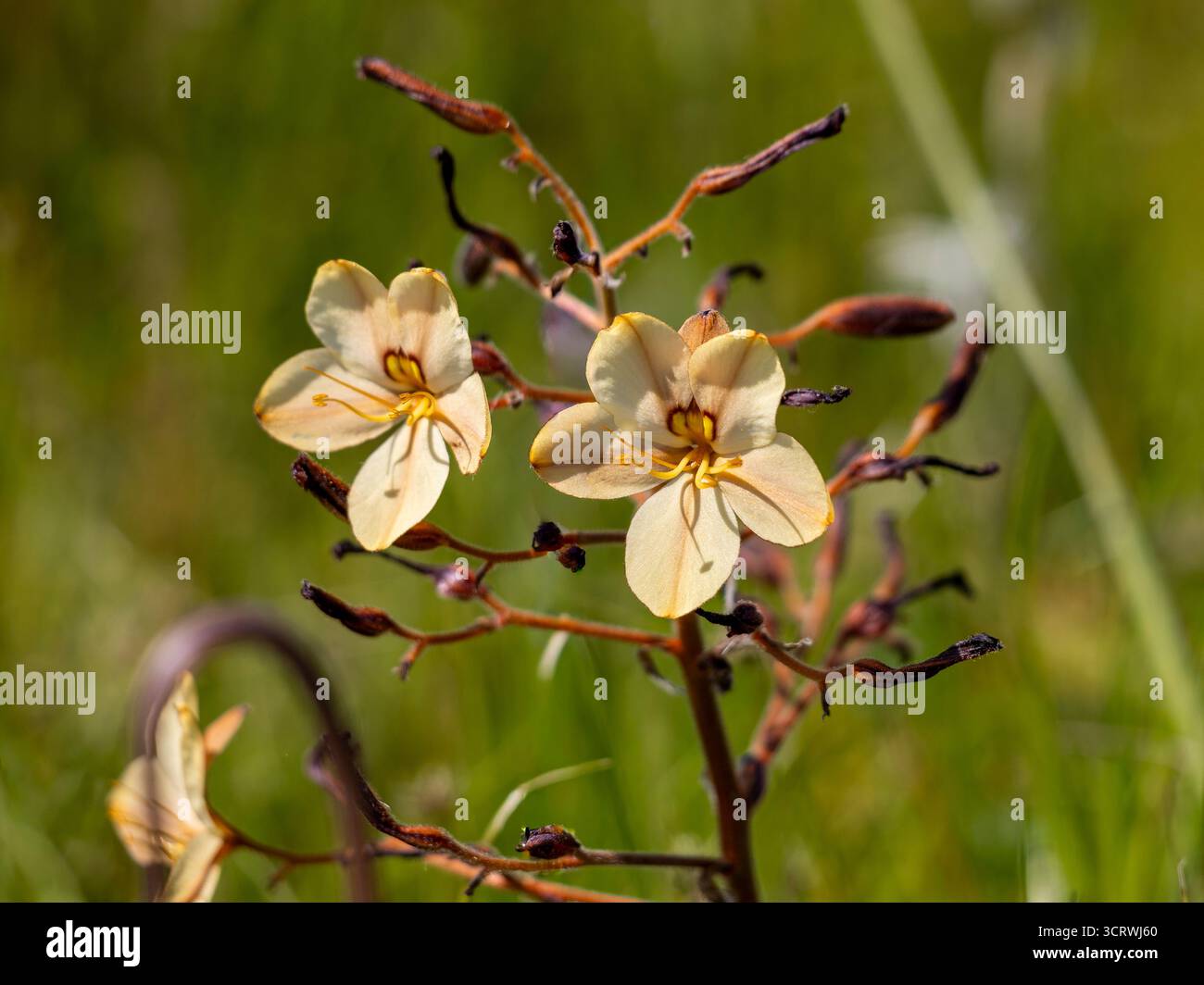 Immagine macro ravvicinata dei fiori color pesca della pianta comune (Wachendorfia paniculata) Foto Stock