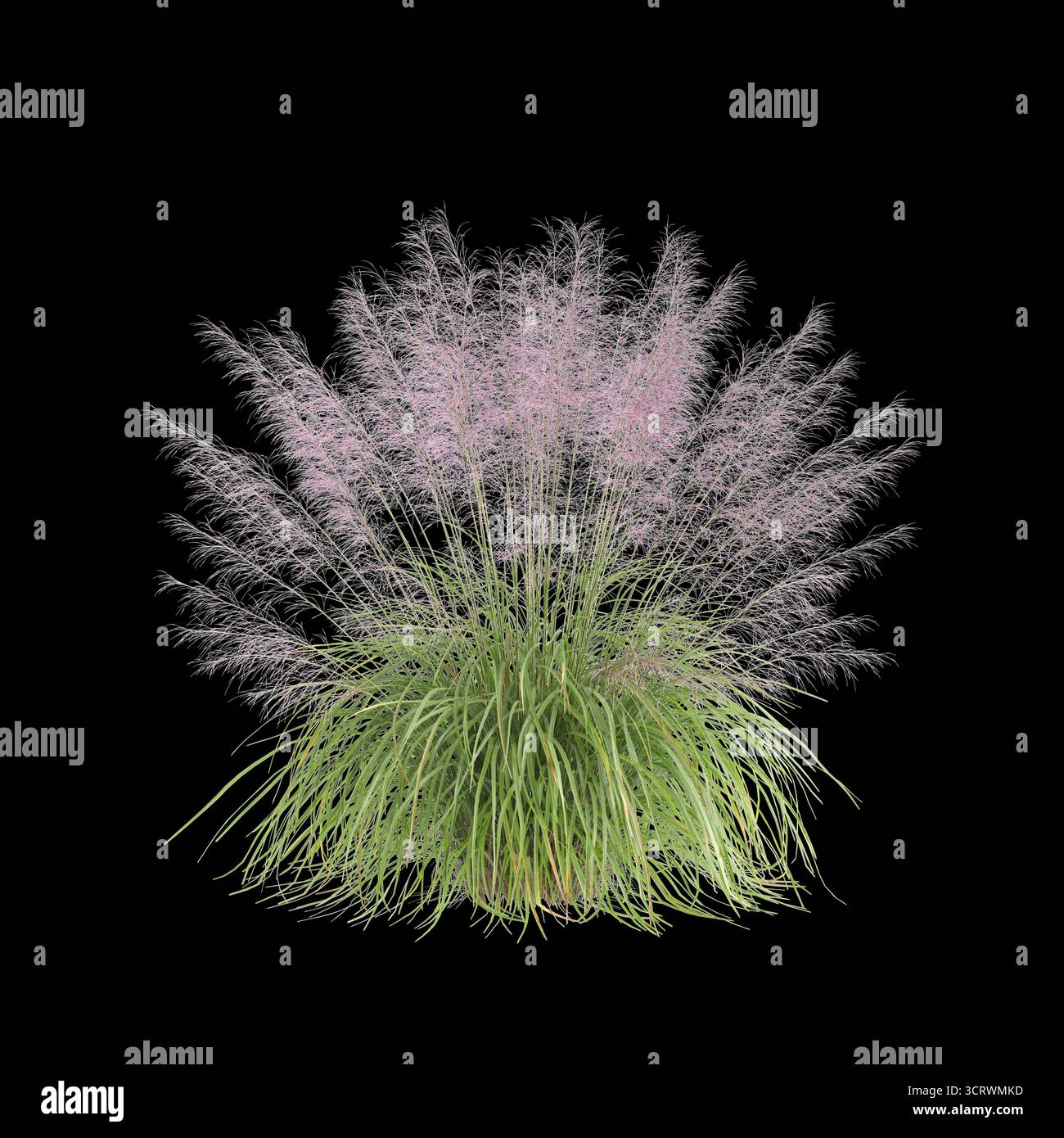 Illustrazione 3d dell'erba Bush Muhly isolata su sfondo nero Foto Stock
