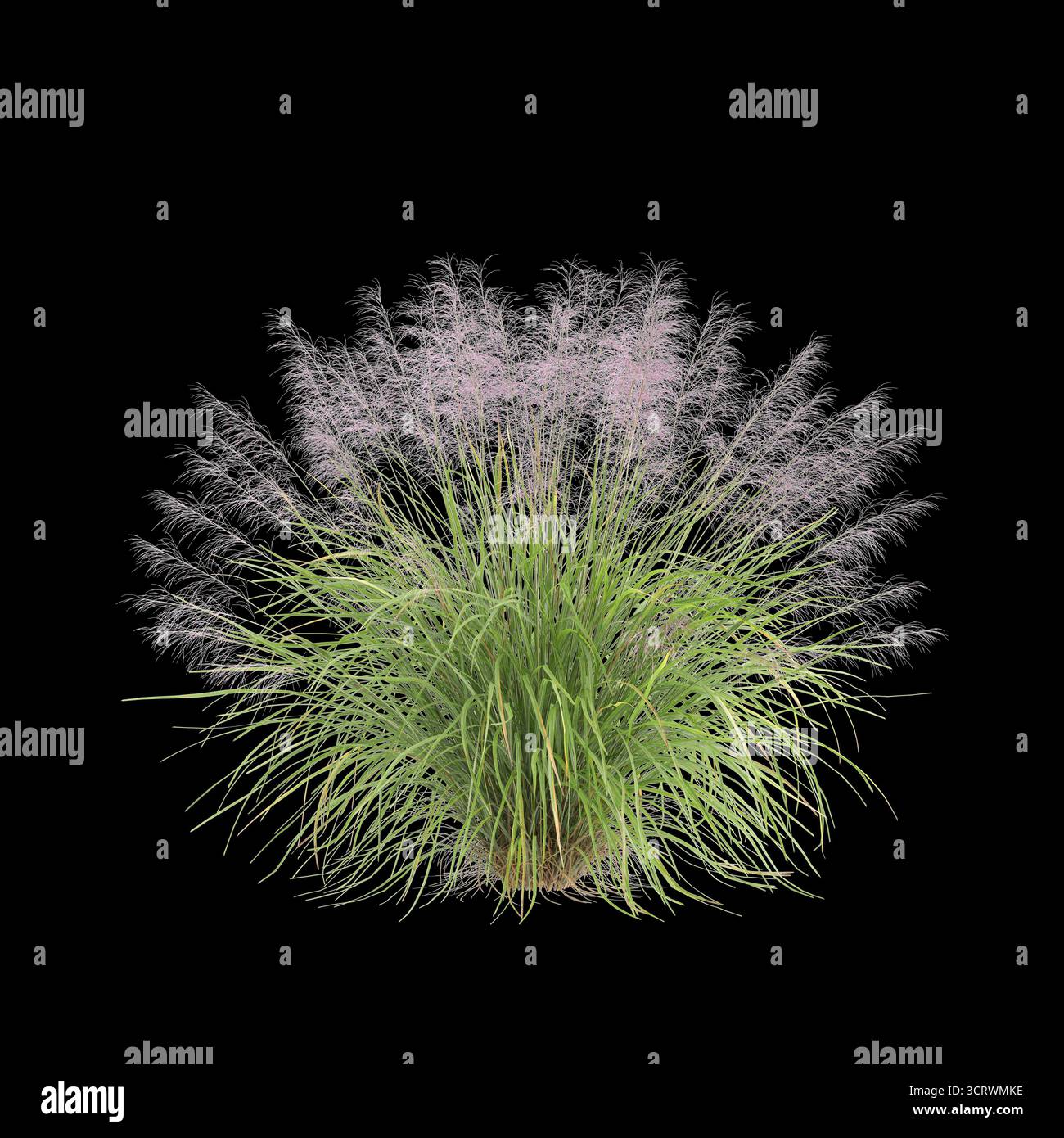 Illustrazione 3d dell'erba Bush Muhly isolata su sfondo nero Foto Stock