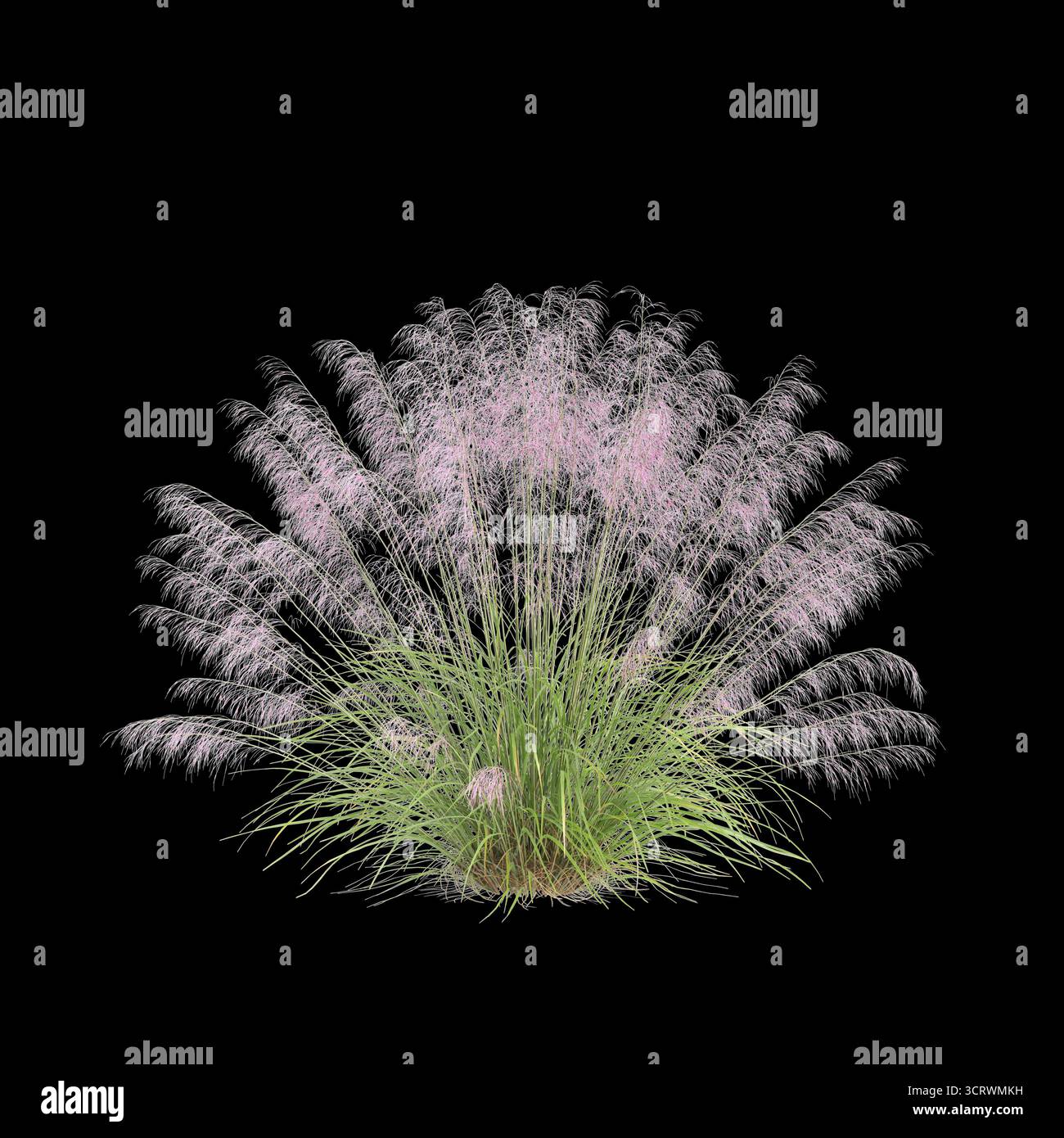 Illustrazione 3d dell'erba Bush Muhly isolata su sfondo nero Foto Stock