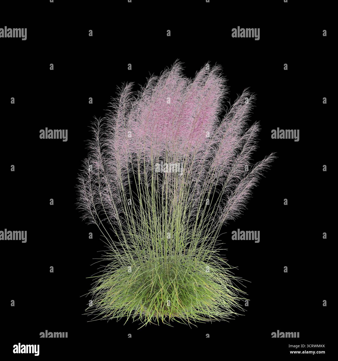 Illustrazione 3d dell'erba Bush Muhly isolata su sfondo nero Foto Stock