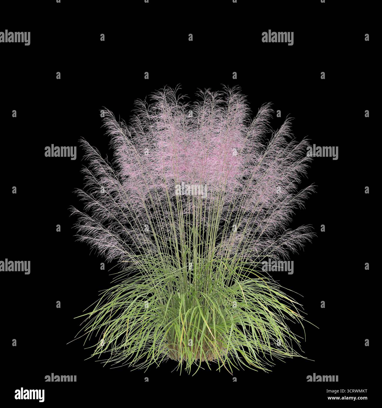 Illustrazione 3d dell'erba Bush Muhly isolata su sfondo nero Foto Stock