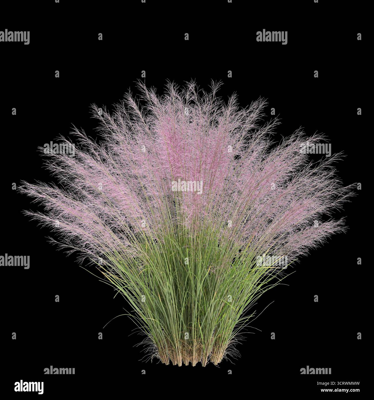 Illustrazione 3d dell'erba Bush Muhly isolata su sfondo nero Foto Stock