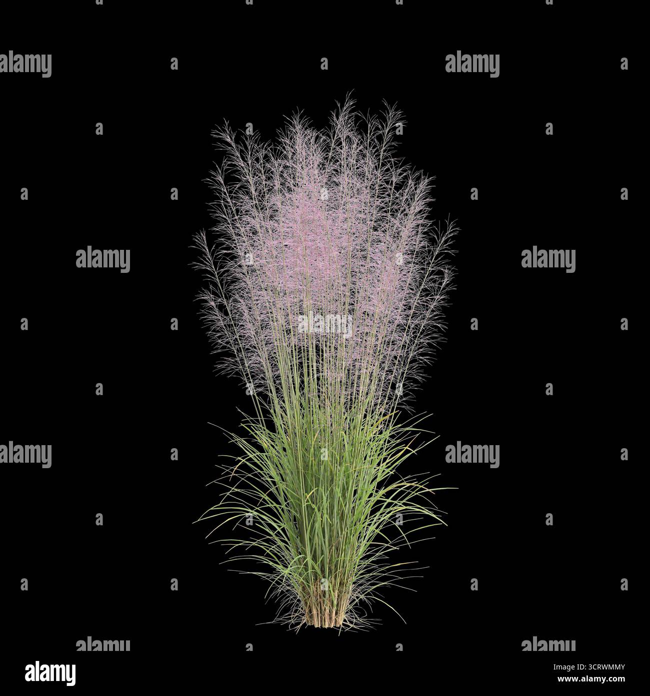 Illustrazione 3d dell'erba Bush Muhly isolata su sfondo nero Foto Stock